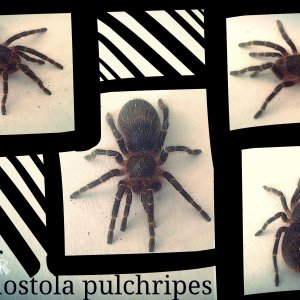 Swixter, Grammostola pulchripes spiderling