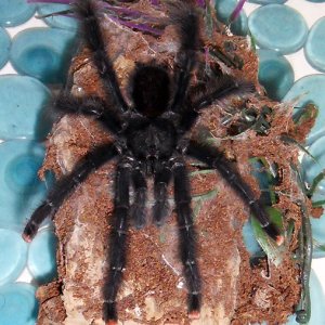 Pider the A. Avicularia