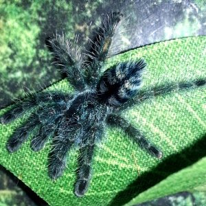 Shanti- Avicularia Versicolor