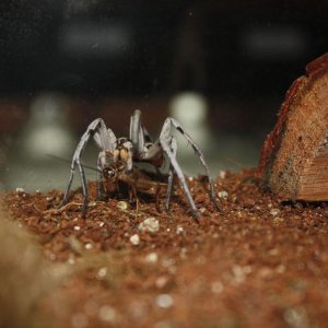 Hogna sp. Tucson