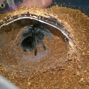 Gordenna molted too!