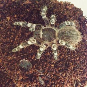 A.Geniculata named Hazel