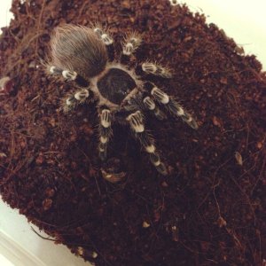 My A.Geniculata!