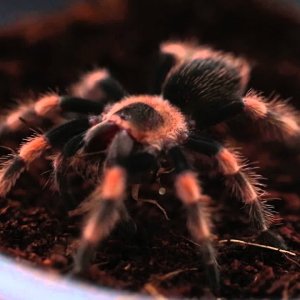 The Spider Syndicate - Tarantula Feeding Chronicles #1 - YouTube