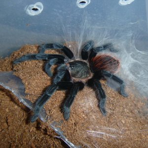 Grizzles freshly molted