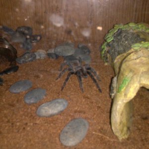 lasiodora parahybana