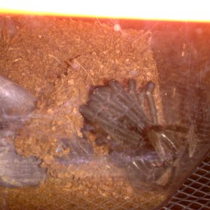 grammostola pulchra