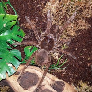 my t.stirmi argog