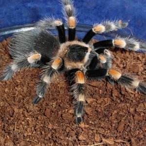 Spiderman's Smithi