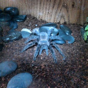 lasiodora parahybana