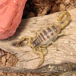 giant desert hairy scorpion