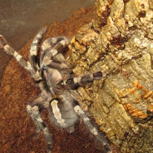 P.Tigrinawesseli