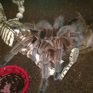 Rosalina - Freshly molted