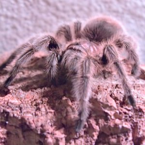 My Oldest G. Rosea Female