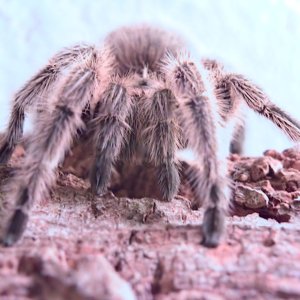 Front view of my G. Rosea