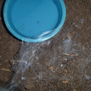 Webbing her bowl.