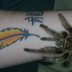 Wrist spider.