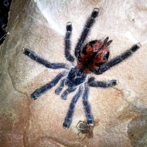 0.0.1 Avicularia velutina