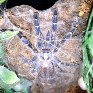 0.0.1 Poecilotheria metallica