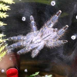 0.0.1 Poecilotheria metallica