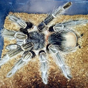 0.1 Lasiodora parahybana