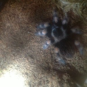 B.smithi