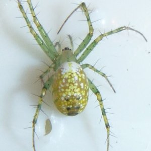 Green legged orb weaver