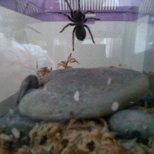 b.smithi