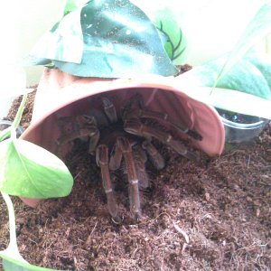 theraphosa stirmi