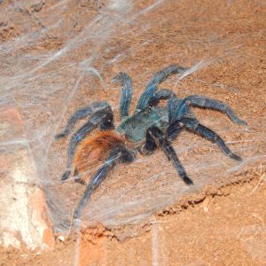 Chromatopelma cyaneopubescens