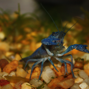 My first aquatic invert: Blue Crayfish.