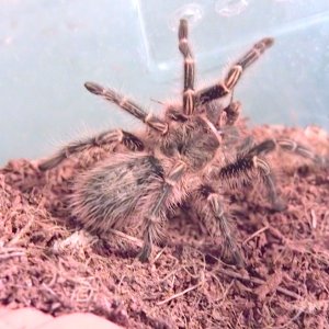 G.pulchripes (Choco Golden Knee)