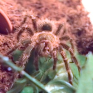 G.pulchripes (Choco Golden Knee)