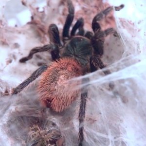 C.cyaneopubescens (GB.B.)