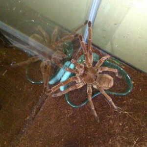 t.stirmi