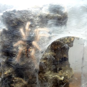 A. avicularia