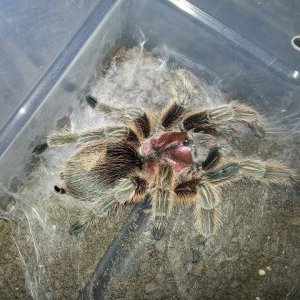 rosey freash out of her molt