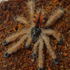 A. avicularia