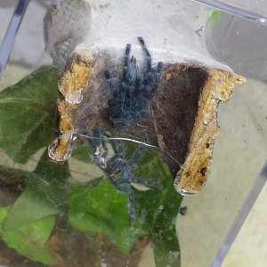 A. Versi fresh Molt