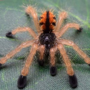 A. avicularia