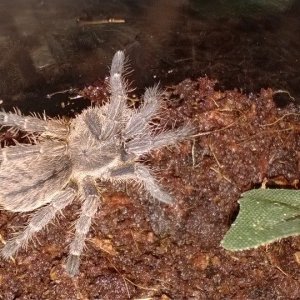 Haplopelma albostriatum