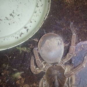 Stirmi in heavy pre molt