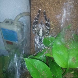 Female P.Regalis