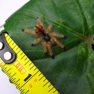 A. avicularia