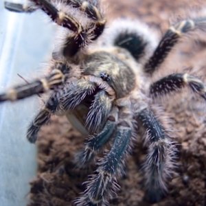 G pulchripes