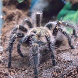 G.pulchripes