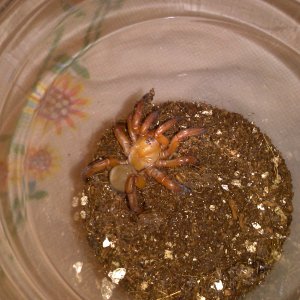 red trapdoor spider