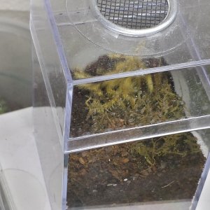 Lasiodora parahybana -Pink Salmon Birdeater Sling Enclosure