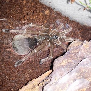 T. Stirmi after molt