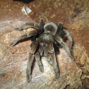 P.Nigricolor